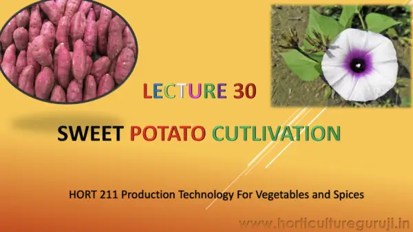 Sweet Potato Cultivation PPT